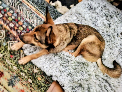 Rhonda - NOTFALL Österreich, Mischling - Hündin