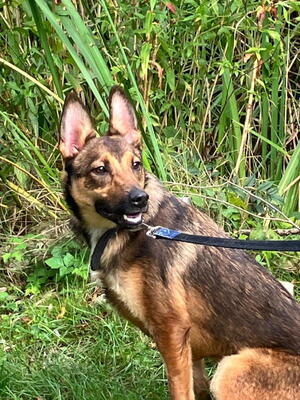 Rhonda - NOTFALL Österreich, Mischling - Hündin