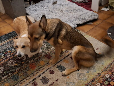 Rhonda - NOTFALL Österreich, Mischling - Hündin