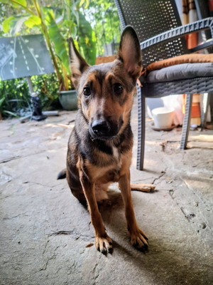 Rhonda - NOTFALL Österreich, Mischling - Hündin