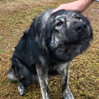 Rhonda - intelligen mit einer bemerkenswerten Persönlichkeit ⚡, gr. Schäferhund-Mischling - Hündin