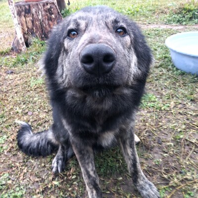 Rhonda - intelligen mit einer bemerkenswerten Persönlichkeit ⚡, gr. Schäferhund-Mischling - Hündin