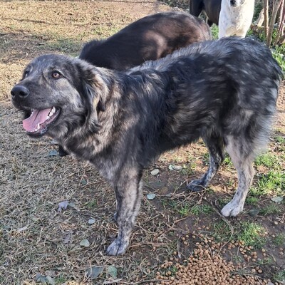 Rhonda - intelligen mit einer bemerkenswerten Persönlichkeit ⚡, gr. Schäferhund-Mischling - Hündin