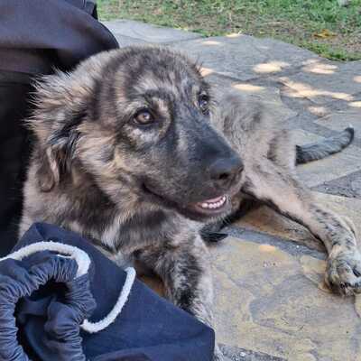 Rhonda - selbstbewusst, neugierig und voller Energie, gr. Schäferhund-Mischling - Hündin