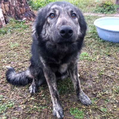 Rhonda - selbstbewusst, neugierig und voller Energie, gr. Schäferhund-Mischling - Hündin