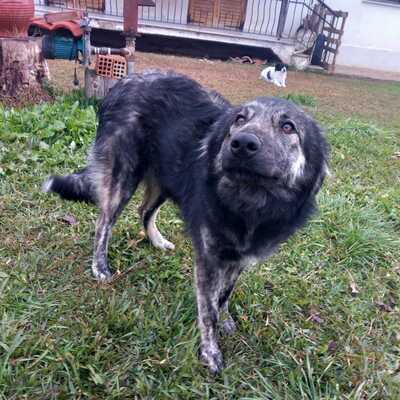 Rhonda - selbstbewusst, neugierig und voller Energie, gr. Schäferhund-Mischling - Hündin