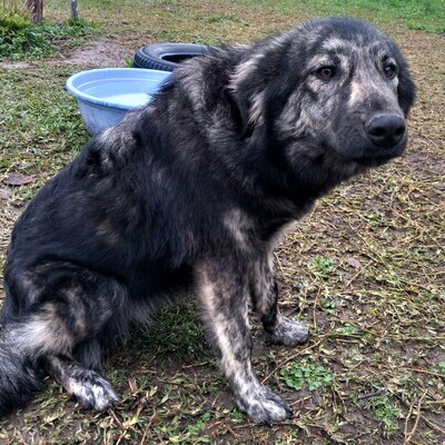 Rhonda - selbstbewusst, neugierig und voller Energie, gr. Schäferhund-Mischling - Hündin