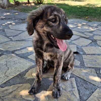 Rhonda - selbstbewusst, neugierig und voller Energie, gr. Schäferhund-Mischling Welpen - Hündin