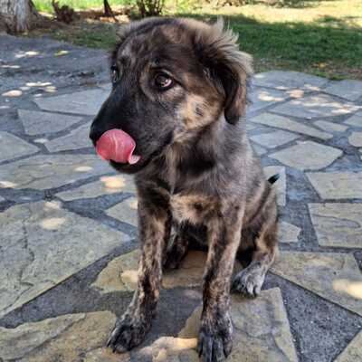 Rhonda - selbstbewusst, neugierig und voller Energie, gr. Schäferhund-Mischling Welpen - Hündin