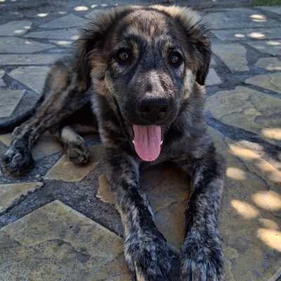 Rhonda - selbstbewusst, neugierig und voller Energie, gr. Schäferhund-Mischling Welpen - Hündin