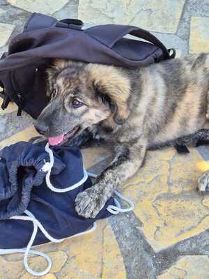 Rhonda - selbstbewusst, neugierig und voller Energie, gr. Schäferhund-Mischling Welpen - Hündin