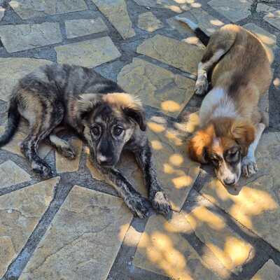 Rhonda - selbstbewusst, neugierig und voller Energie, gr. Schäferhund-Mischling Welpen - Hündin