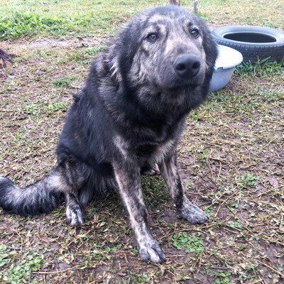 Rhonda - selbstbewusst, neugierig & voller Energie ⚡, gr. Schäferhund-Mischling - Hündin