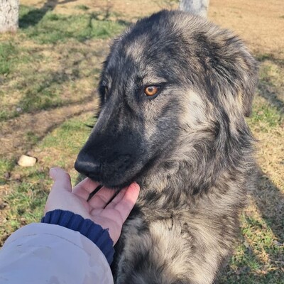 Rhonda - selbstbewusst, neugierig & voller Energie ⚡, gr. Schäferhund-Mischling - Hündin