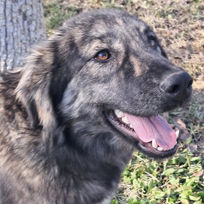 Rhonda - selbstbewusst, neugierig & voller Energie ⚡, gr. Schäferhund-Mischling - Hündin