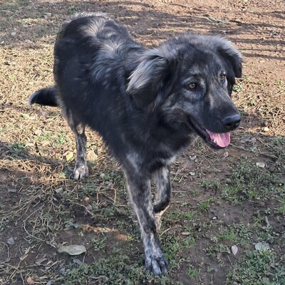 Rhonda - selbstbewusst, neugierig & voller Energie ⚡, gr. Schäferhund-Mischling - Hündin