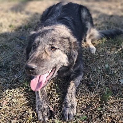 Rhonda - selbstbewusst, neugierig & voller Energie ⚡, gr. Schäferhund-Mischling - Hündin