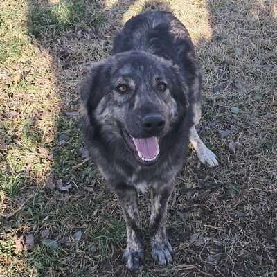 Rhonda - selbstbewusst, neugierig & voller Energie ⚡, gr. Schäferhund-Mischling - Hündin