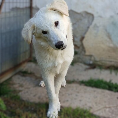 Ria - unglaublich lieb & sanft 😇, Mischling - Hündin