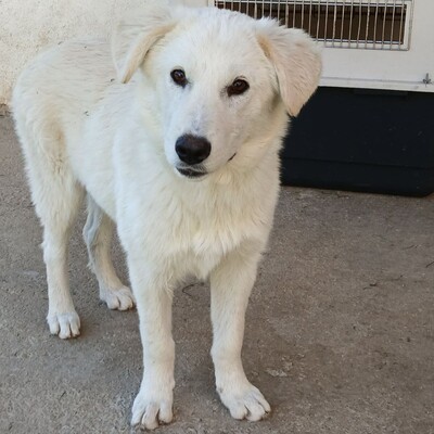 Ria - unglaublich lieb & sanft 😇, Mischling - Hündin