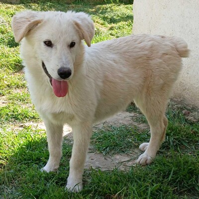 Ria - unglaublich lieb & sanft 😇, Mischling - Hündin