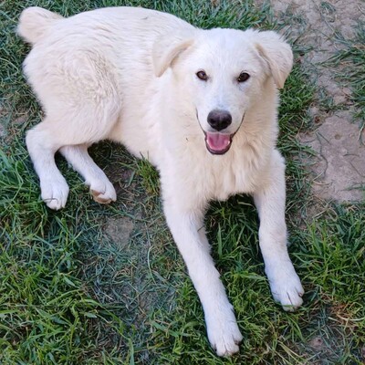 Ria - unglaublich lieb & sanft 😇, Mischling - Hündin