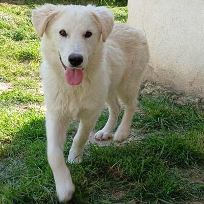 Ria - unglaublich lieb & sanft 😇, Mischling - Hündin