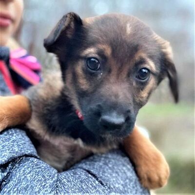 😊😍Ribbana schnuckelige Welpin 💥💥, Mischling Welpen - Hündin