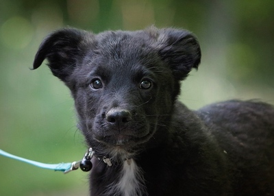 Ricci, Mischling Welpen - Rüde