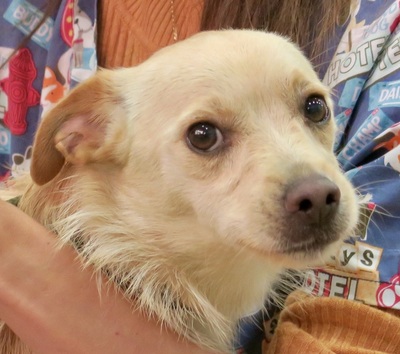 Richard, Mix - Rüde