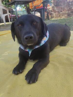 Rick, Mischling - Rüde