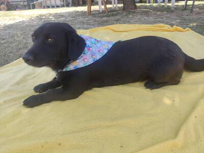 Rick, Mischling - Rüde