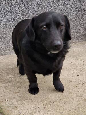 Rick, Mischling - Rüde