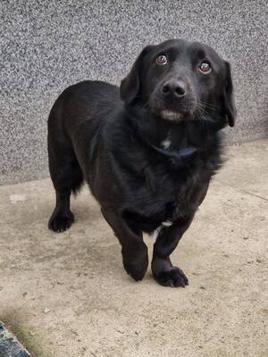 Rick, Mischling - Rüde