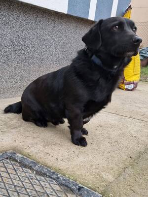 Rick, Mischling - Rüde