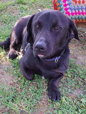 Rick, Mischling - Rüde