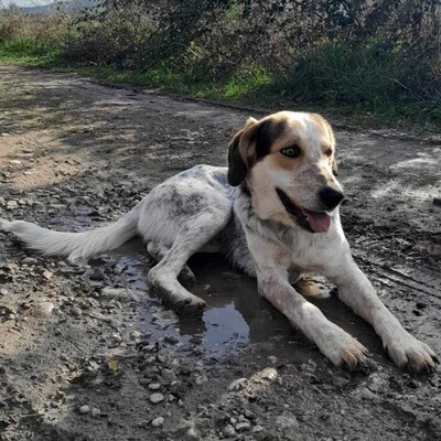 Rick - anhänglich und harmoniebedürftig, Jagdhund-Mischling - Rüde