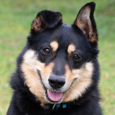 Ricky, Mischling - Rüde