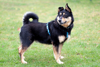 Ricky, Mischling - Rüde