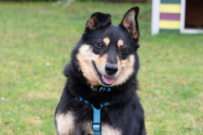 Ricky, Mischling - Rüde