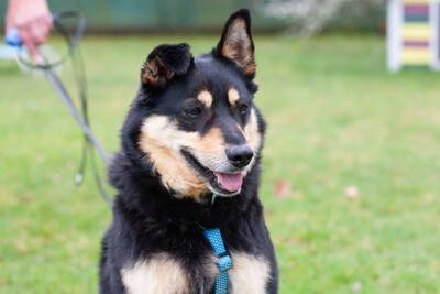 Ricky, Mischling - Rüde