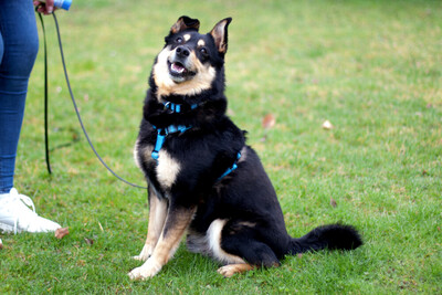 Ricky, Mischling - Rüde