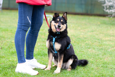 Ricky, Mischling - Rüde