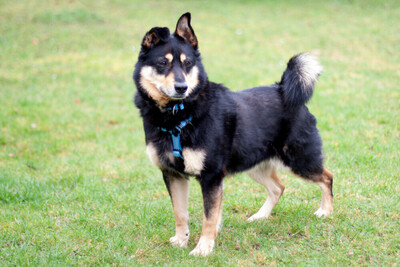 Ricky, Mischling - Rüde