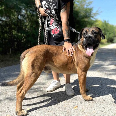 😍Ricky ist ein wunderschöner großer Rüde der ein ausgeglichenes Wesen hat 😊, Mischling - Rüde