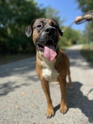 😍Ricky ist ein wunderschöner großer Rüde der ein ausgeglichenes Wesen hat 😊, Mischling - Rüde