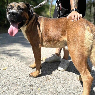 😍Ricky ist ein wunderschöner großer Rüde der ein ausgeglichenes Wesen hat 😊, Mischlingsrüde - Rüde