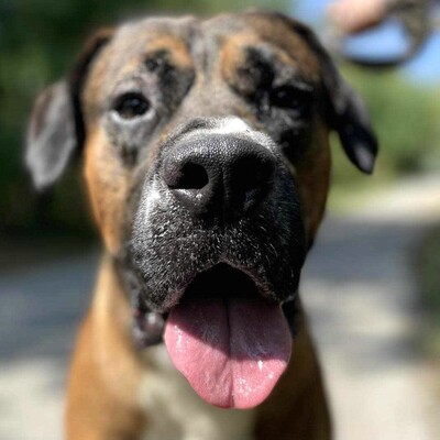 😍Ricky ist ein wunderschöner großer Rüde der ein ausgeglichenes Wesen hat 😊, Mischlingsrüde - Rüde