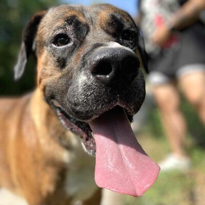 😍Ricky ist ein wunderschöner großer Rüde der ein ausgeglichenes Wesen hat 😊, Mischlingsrüde - Rüde