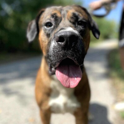 😍Ricky ist ein wunderschöner großer Rüde der ein ausgeglichenes Wesen hat 😊, Mischlingsrüde - Rüde